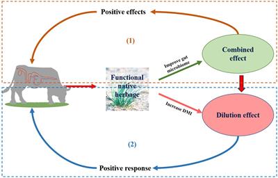 Dietary supplementation of Allium mongolicum modulates rumen-hindgut microbial community structure in Simmental calves